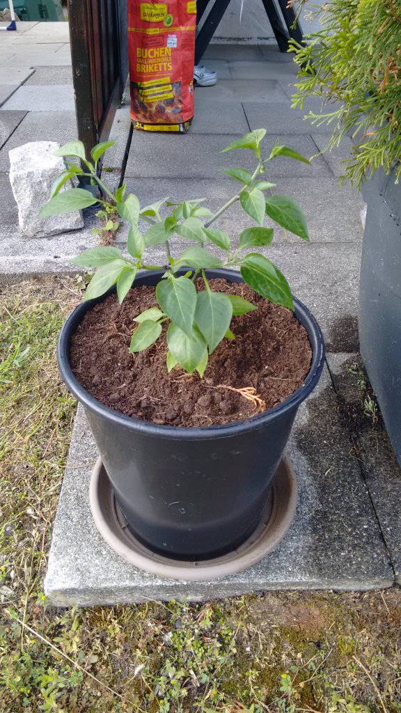 Jalapeno Experiment