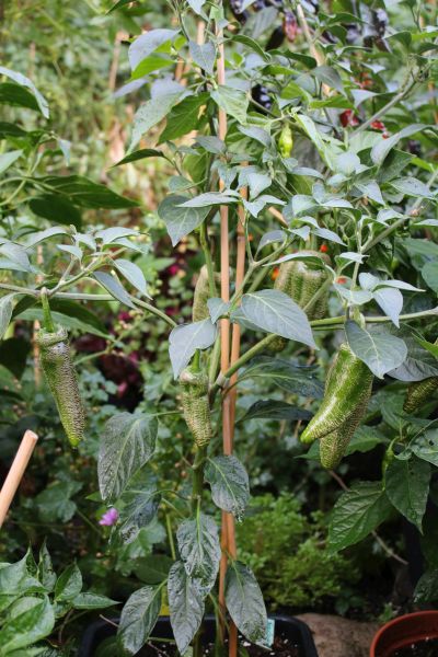 Jalapeno Farmers