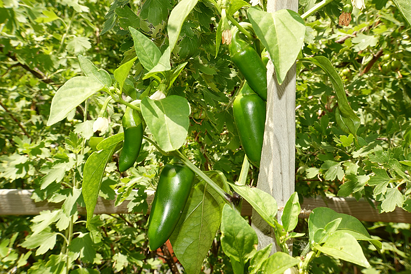 Jalapeno Gelb