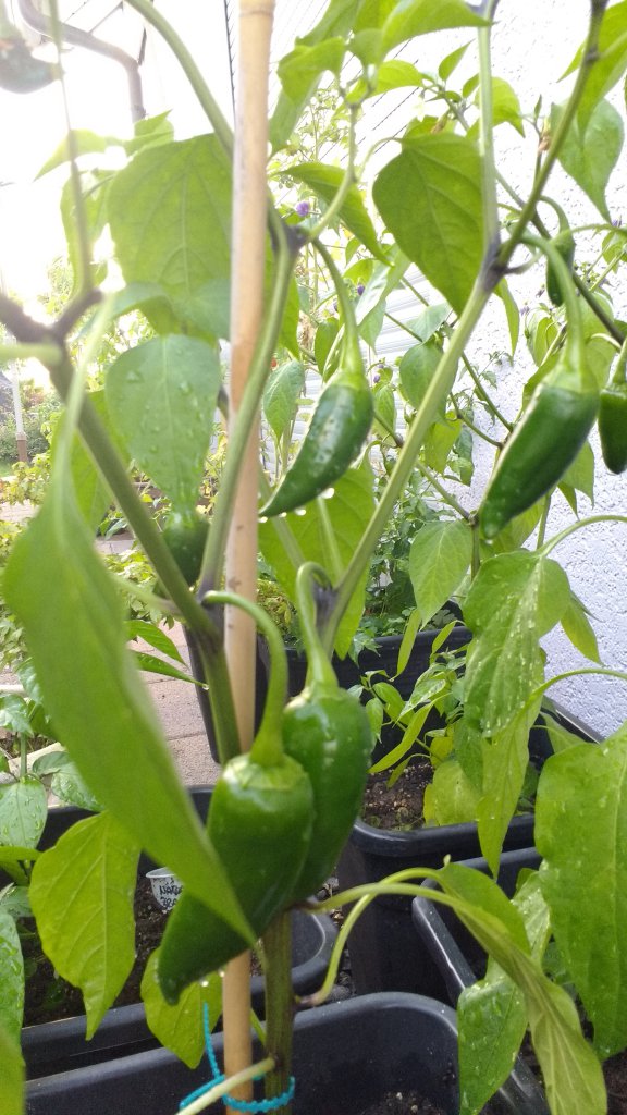 Jalapeño Giant