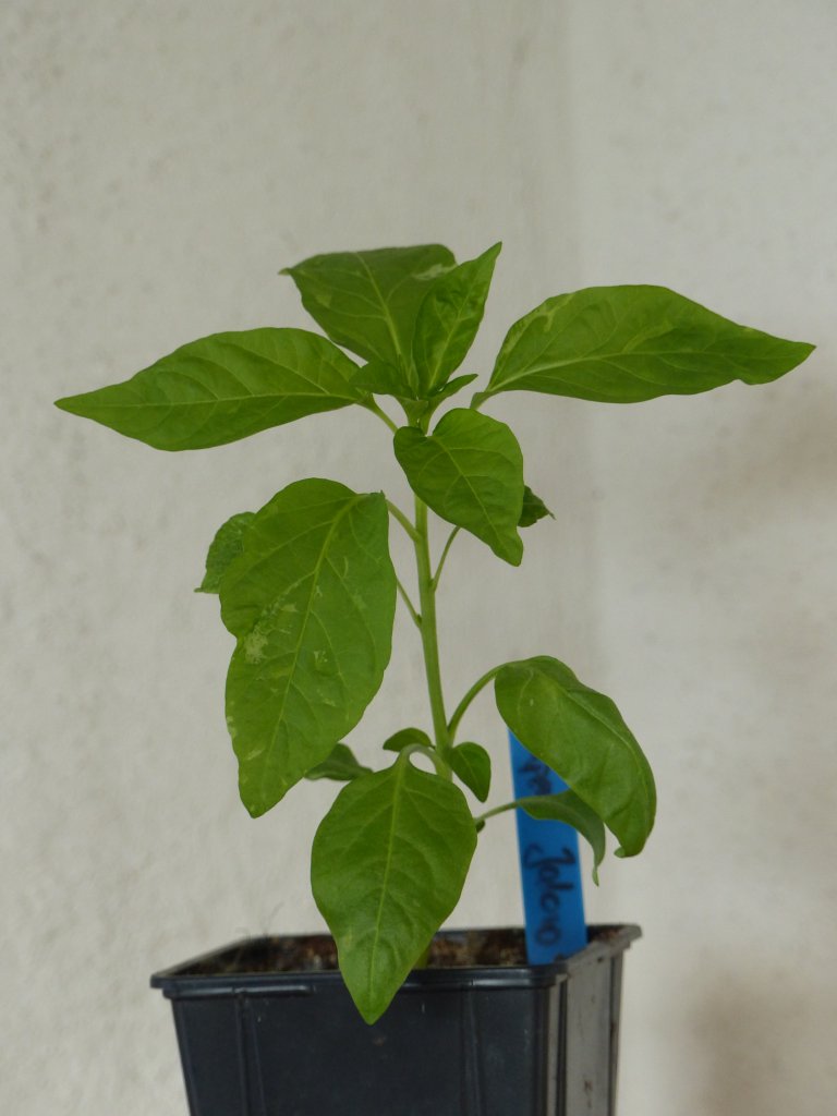 Jalapeno Jaloro