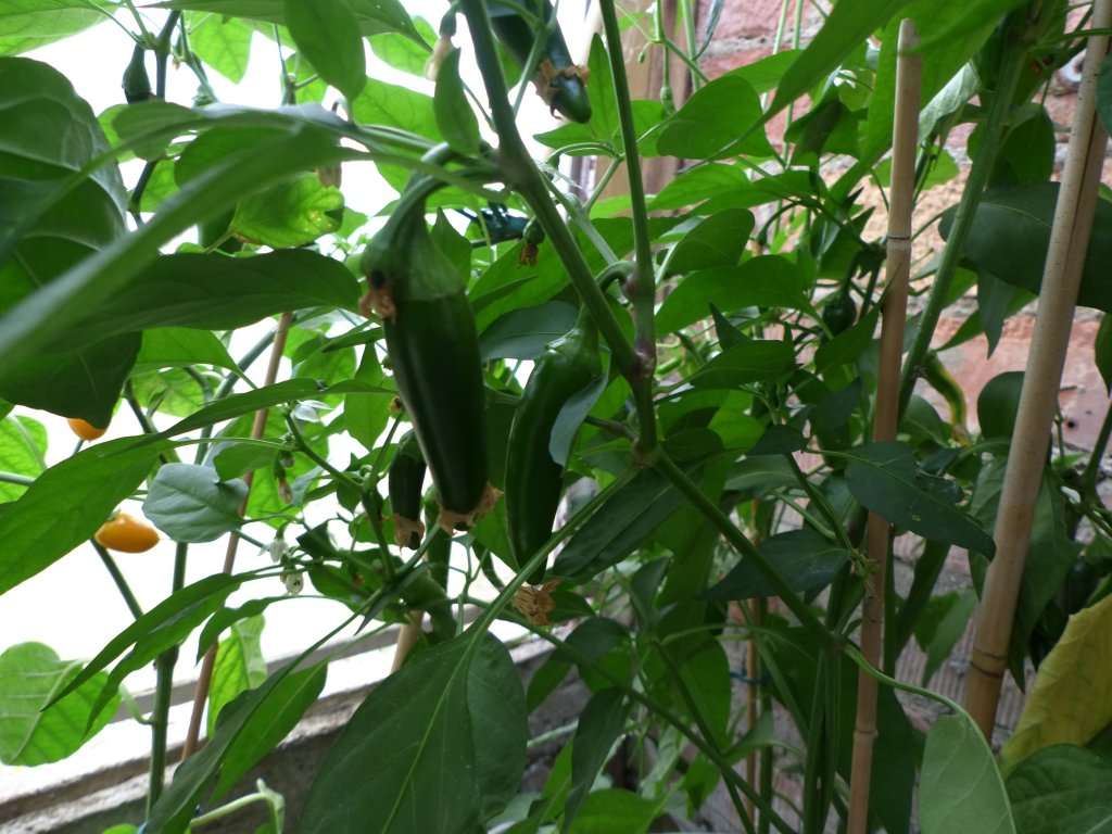 Jalapeno Jaloro