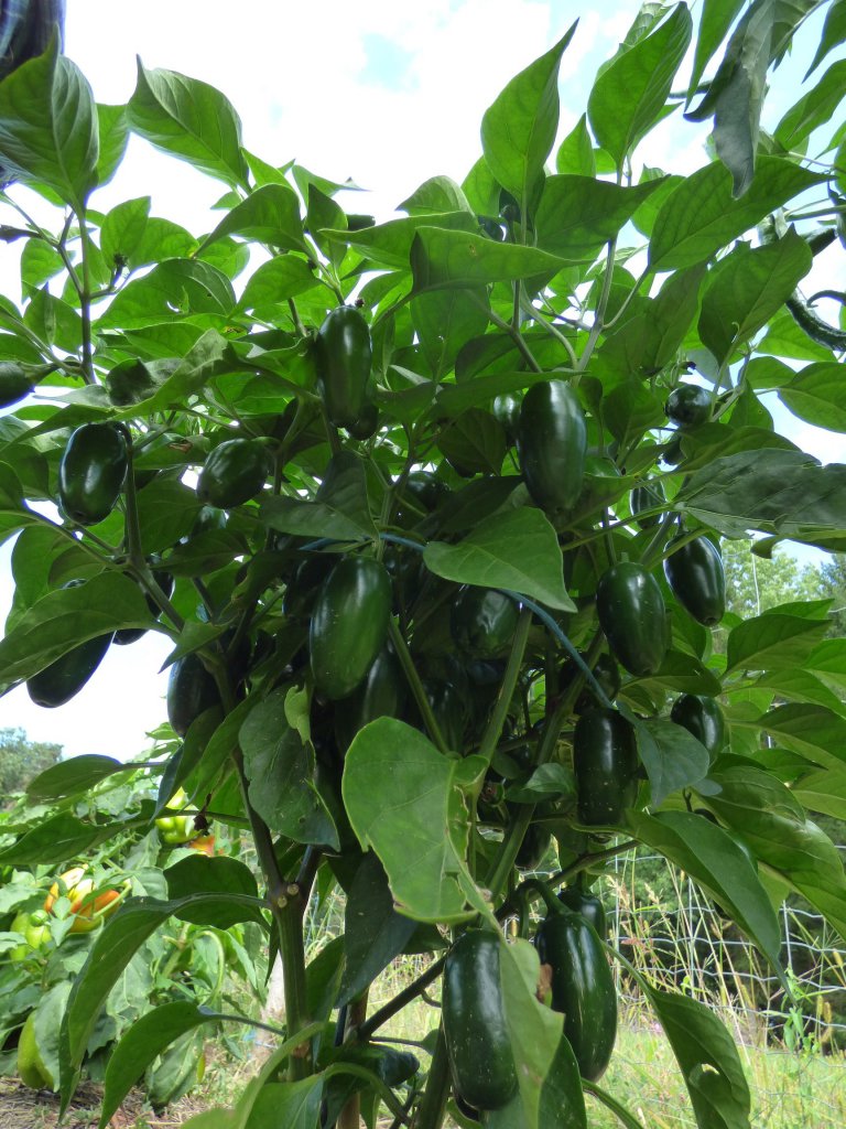 Jalapeno M