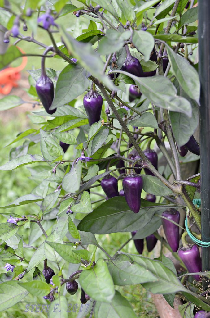 Jalapeño Multicolor