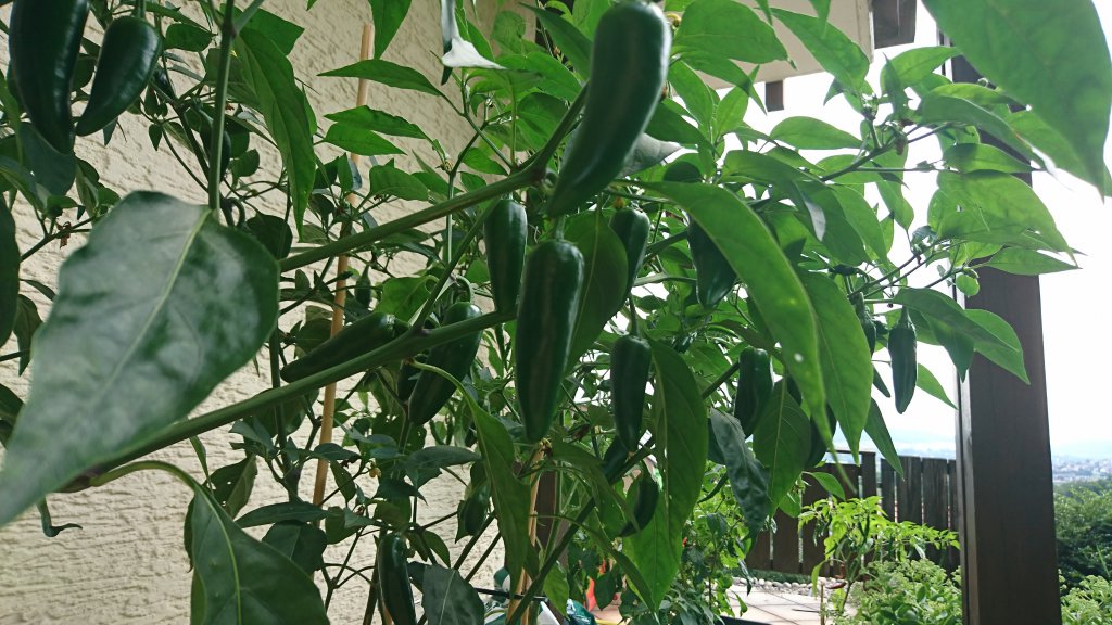 Jalapeno Normal Behang