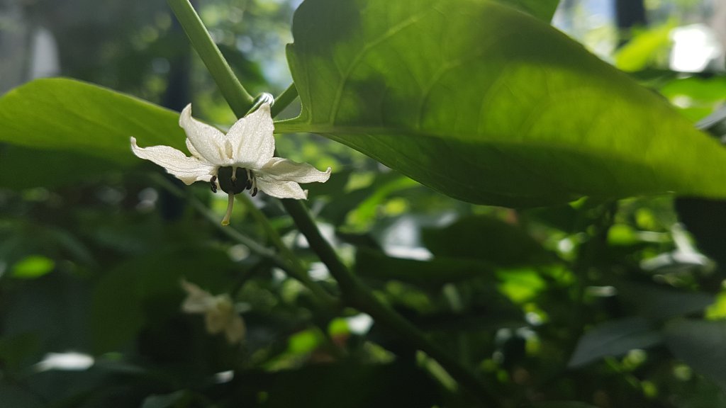 Jalapeno NuMex Vaquero Bluete