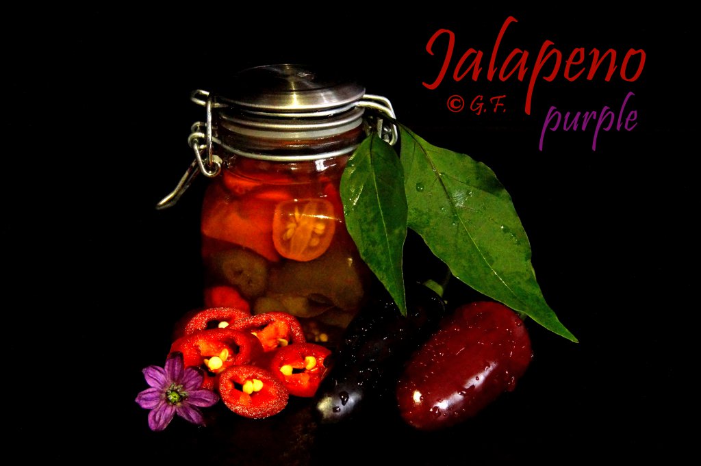 Jalapeno Purple DSC03113