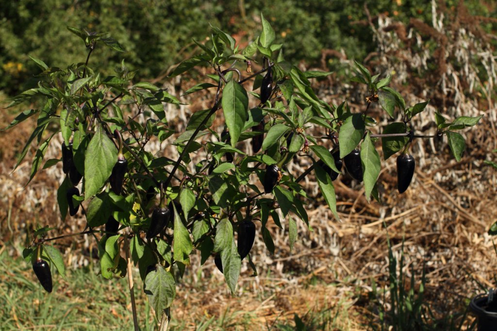 jalapeno purple