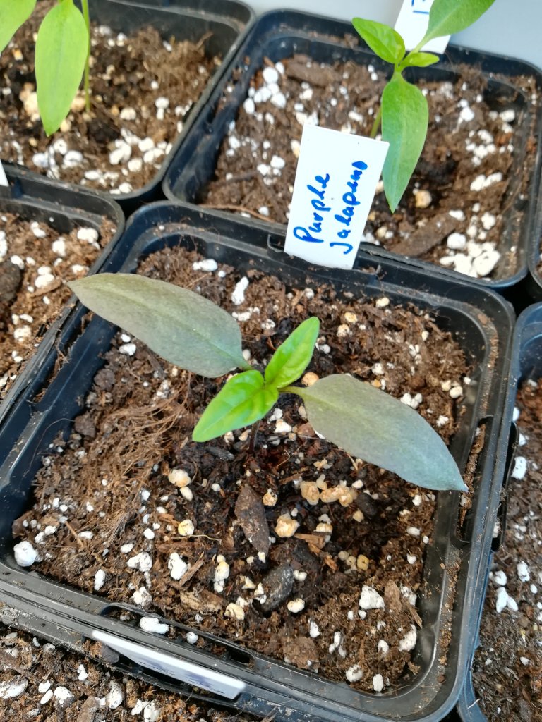 Jalapeño Purple