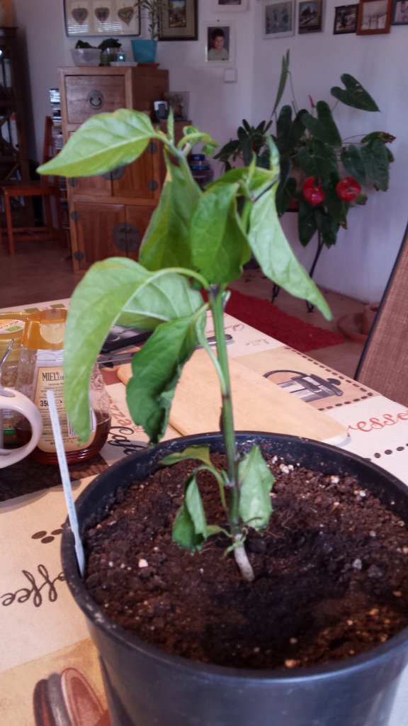 Jalapeño Sturm