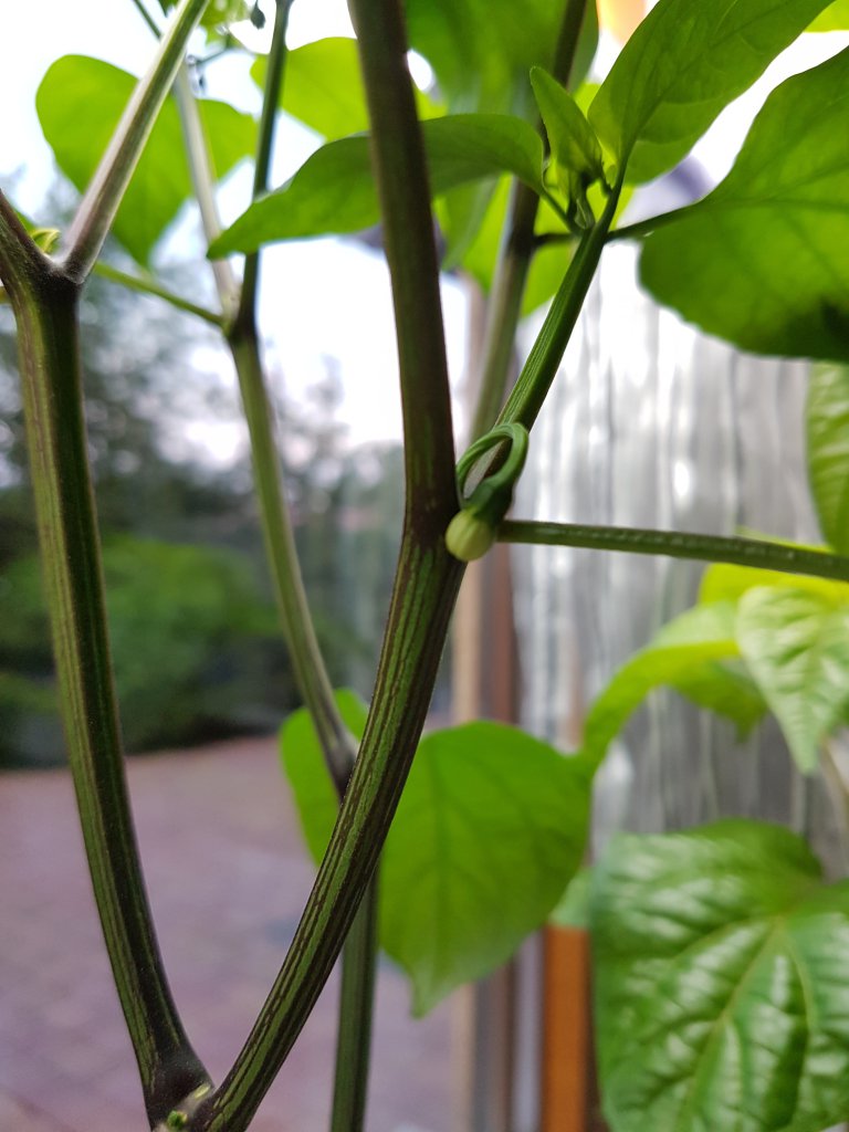 Jalapeno Summer Heat Knospe