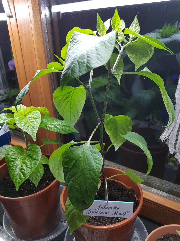Jalapeno Summer Heat Status 45cm