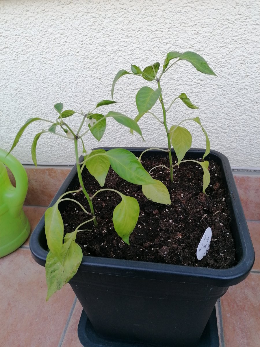 Jalapeno Telica.jpg