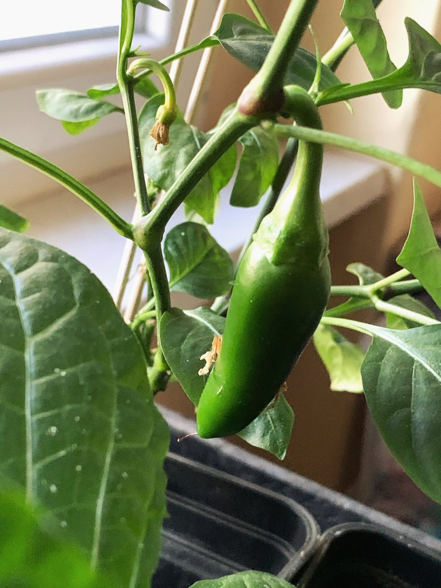 Jalapeño v. Hans