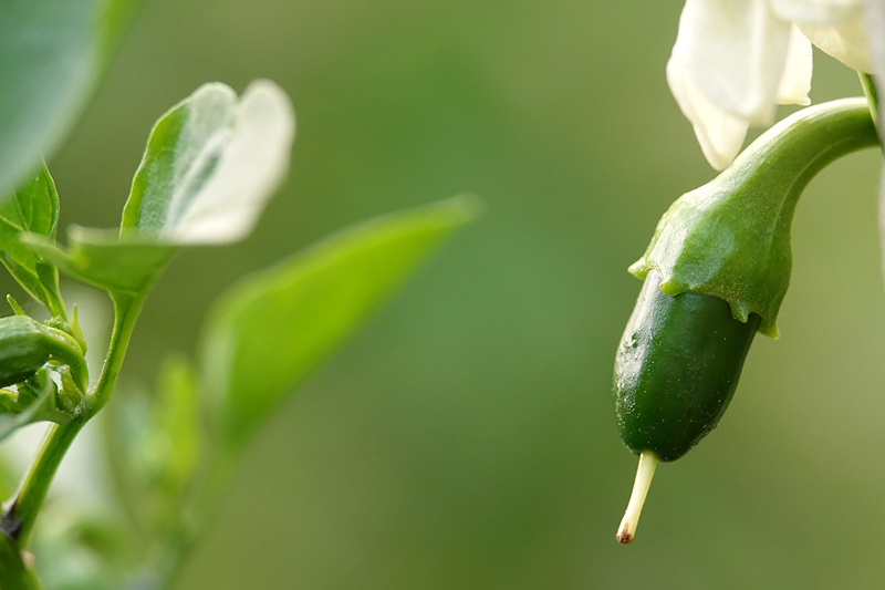 Jalapeno Yellow