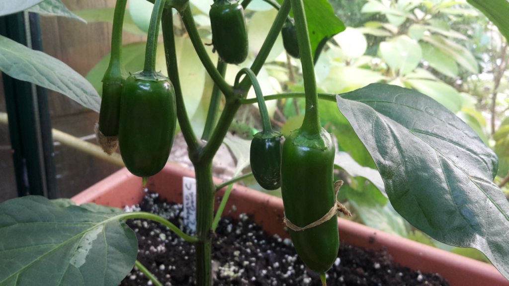 Jalapeno Yield