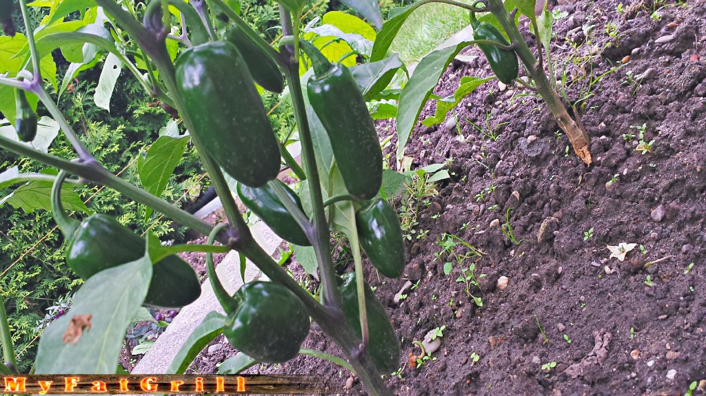 Jalapeno