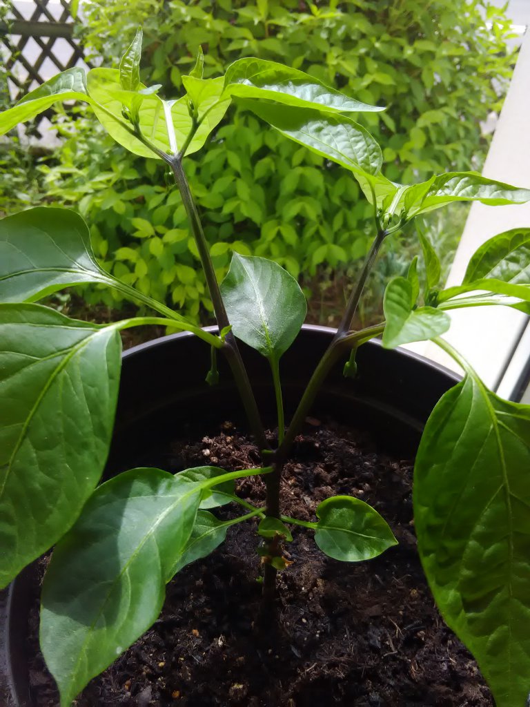 Jalapeno