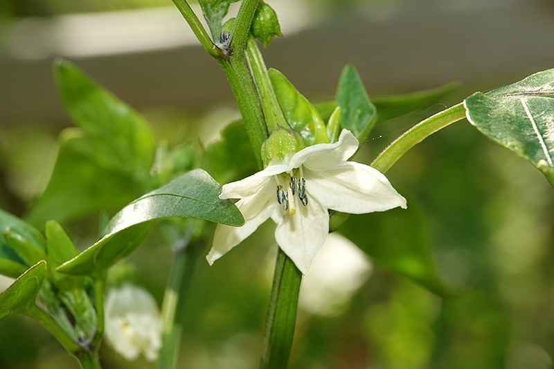 Jalapeno