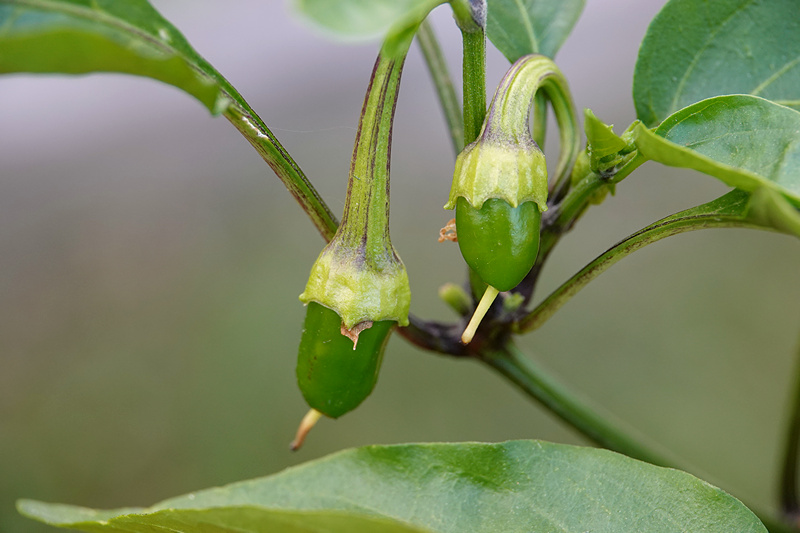 Jalapeno