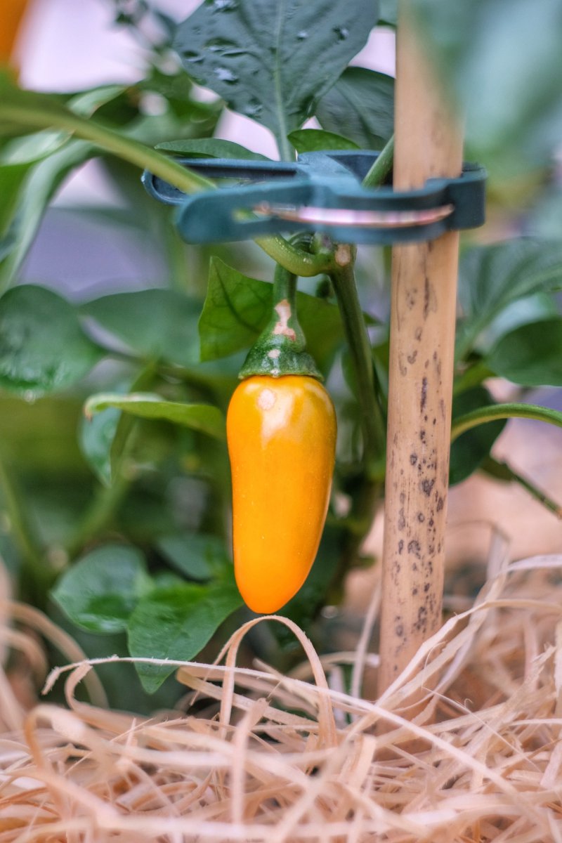 Jalapeño