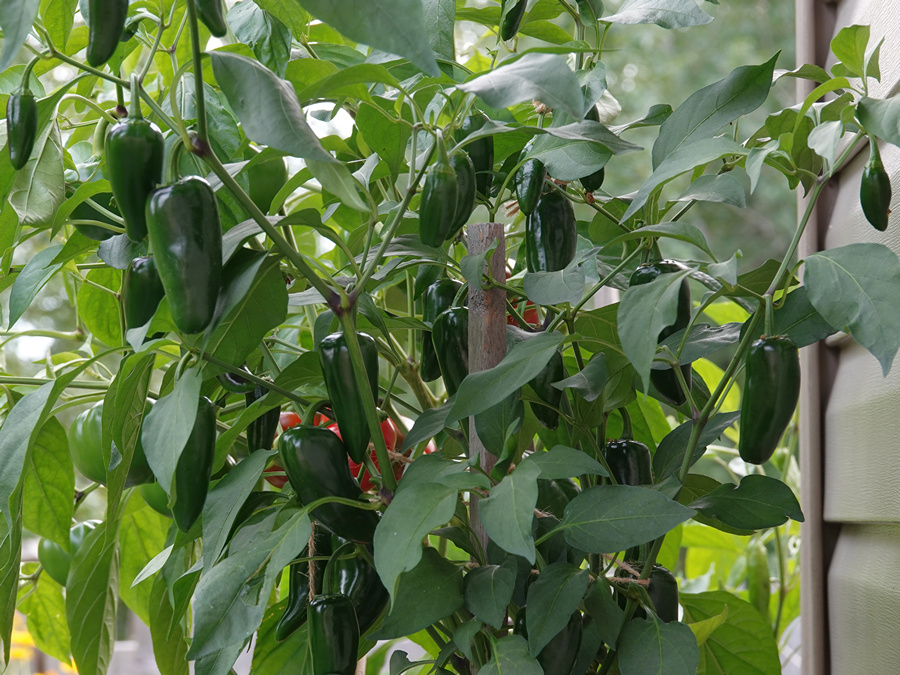 Jalapeno