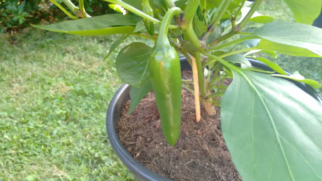 Jalapeno