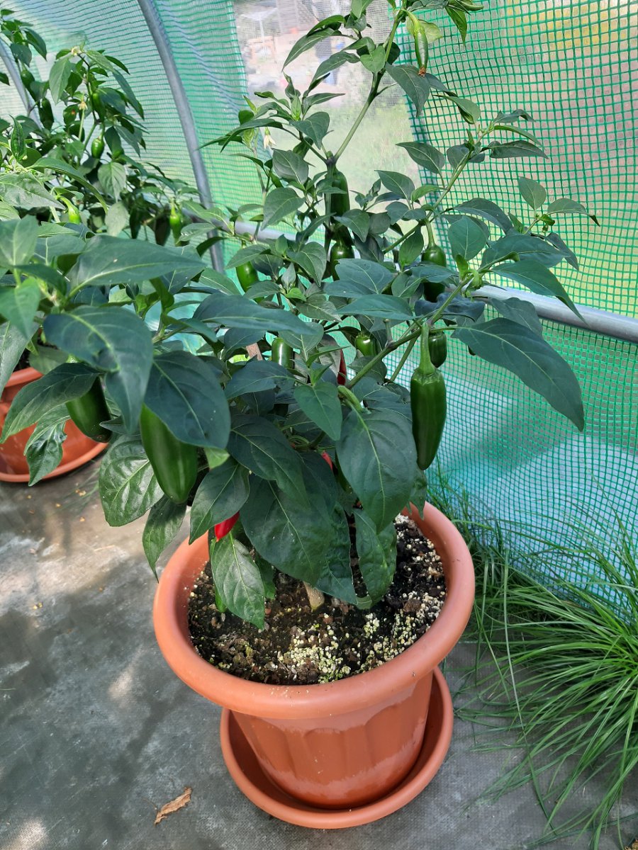 Jalapeno1 7.9.