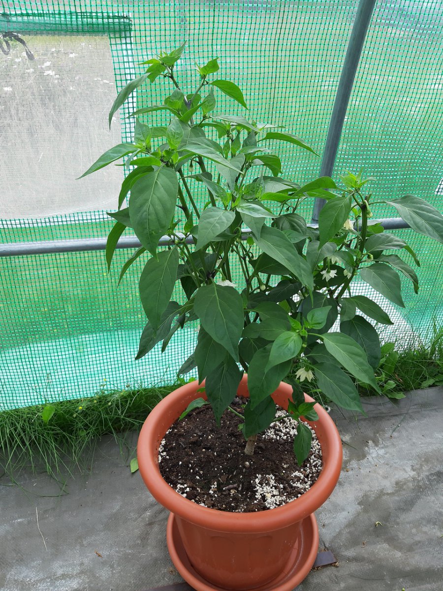 Jalapeno1 9.7.