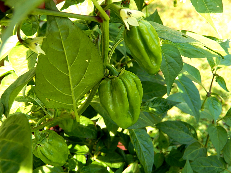 Jamaica Red Scotch Bonnet