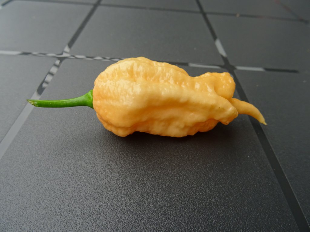 Jays Peach Ghost Scorpion