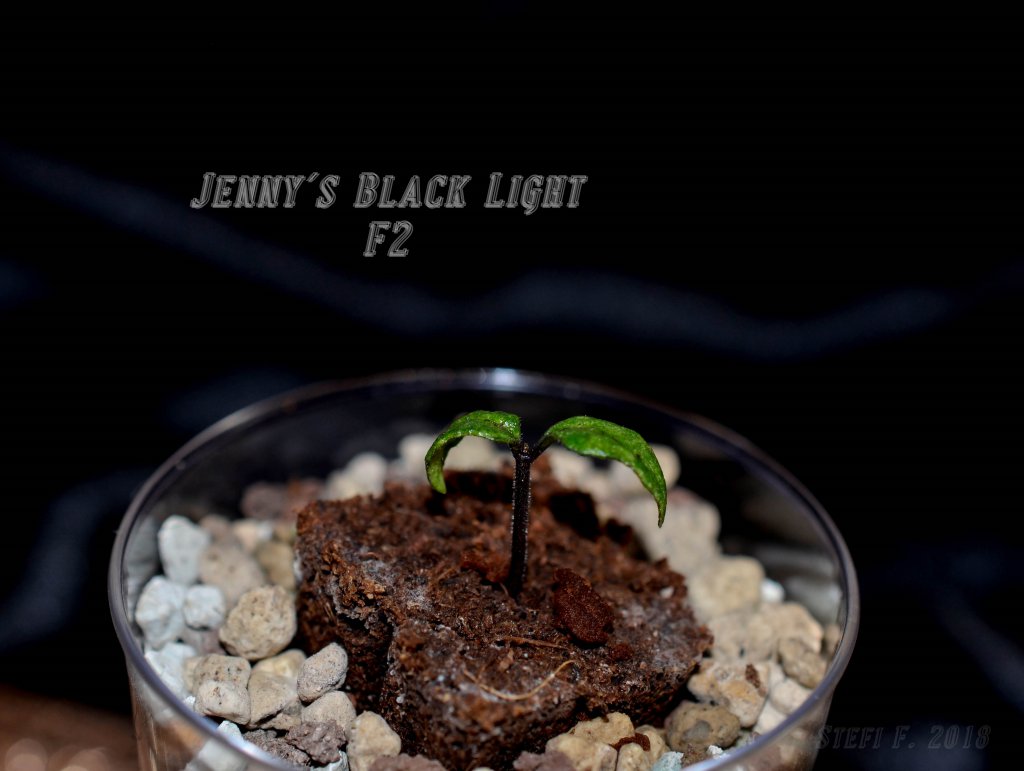 Jenny´s Black Light F2