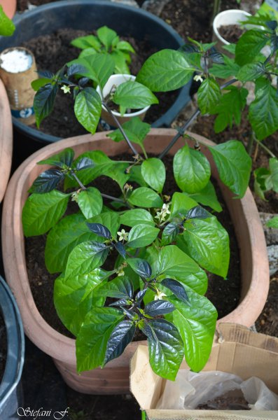 Jenny´s (Black) Light (Pimenta Da Neyde x Frontera Sweet)
