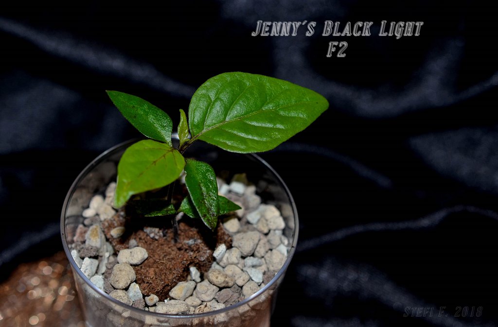 Jenny´s Black Light