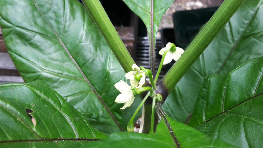 Jigsaw (Trinidad Moruga Red X ) Blüten