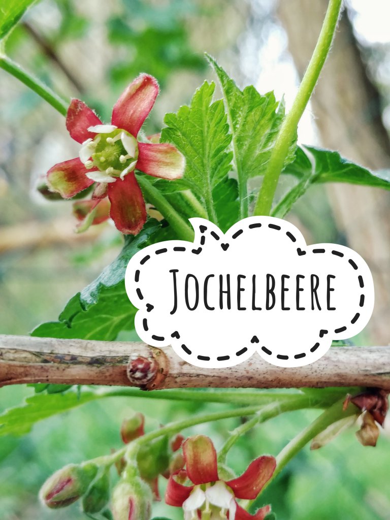 Jochelbeere