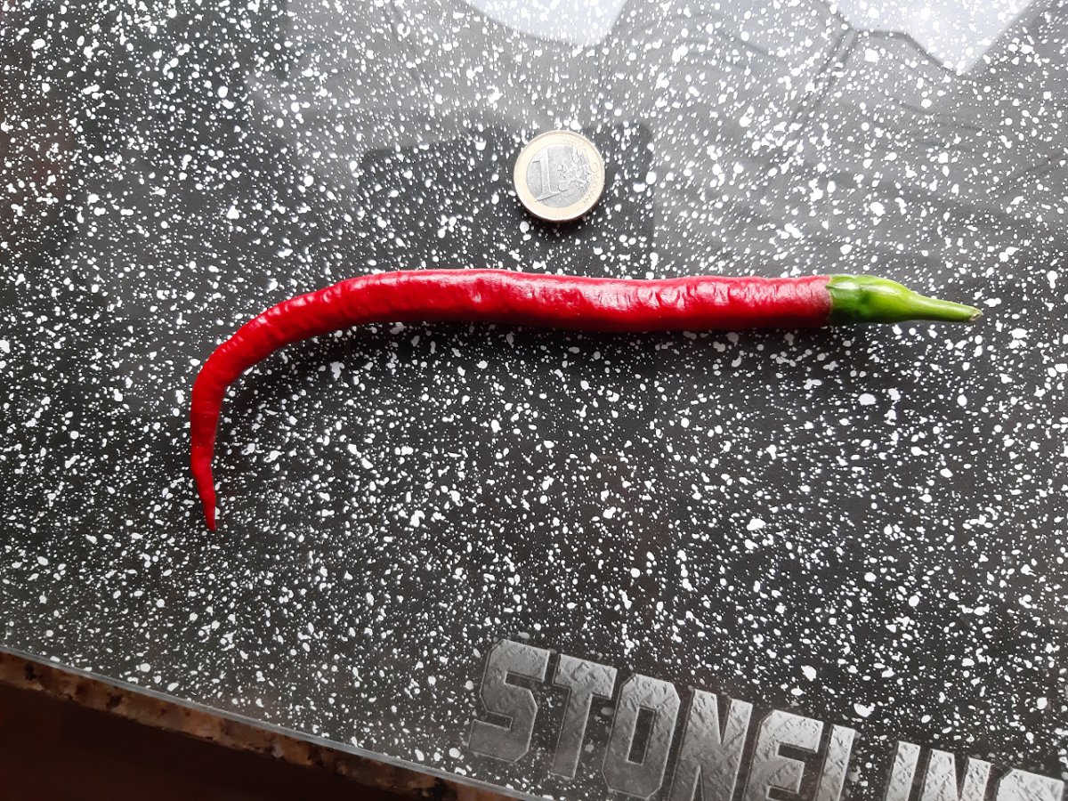 Joe´s Long Cayenne Verkostung