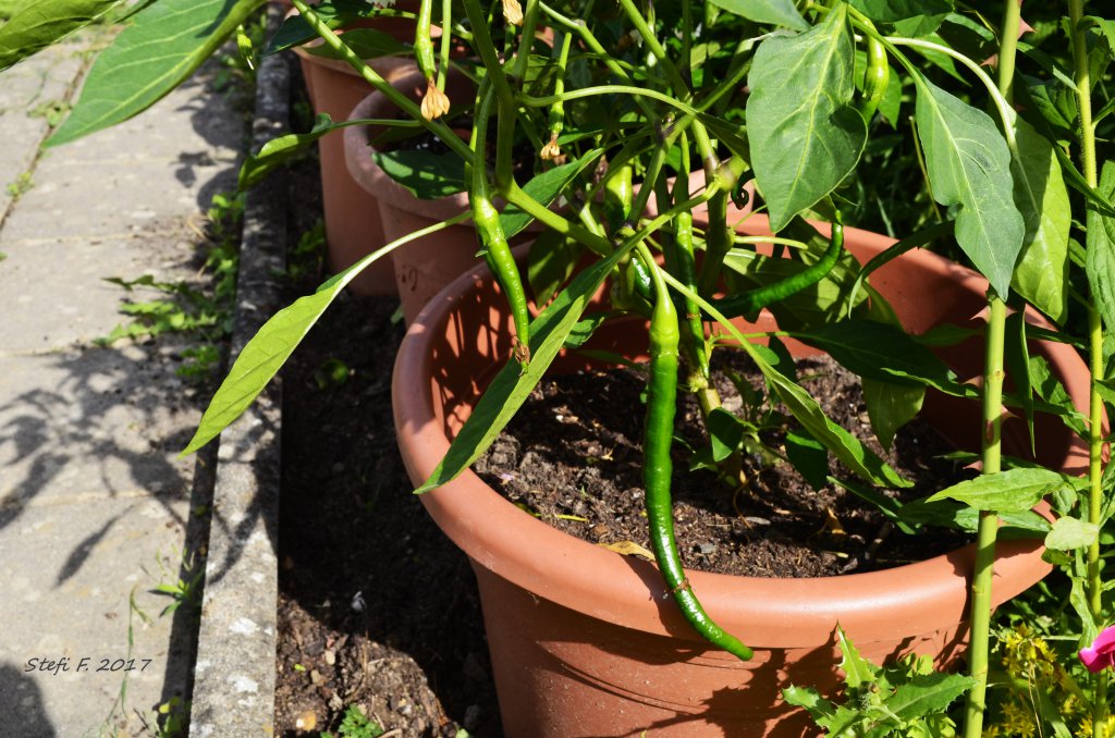 Joe´s Long Cayenne