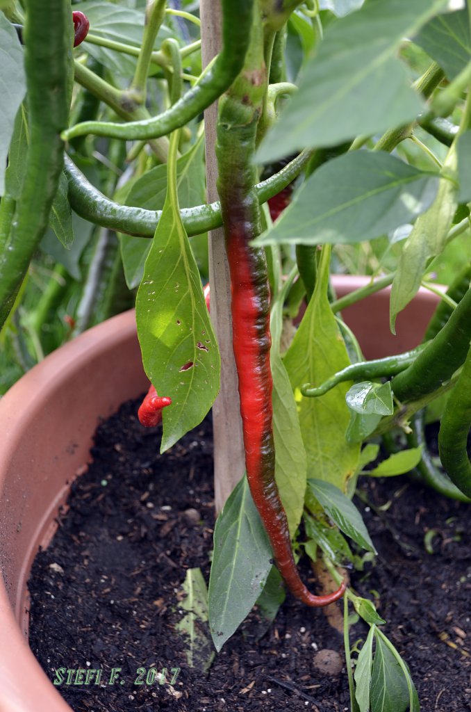 Joe´s Long Cayenne