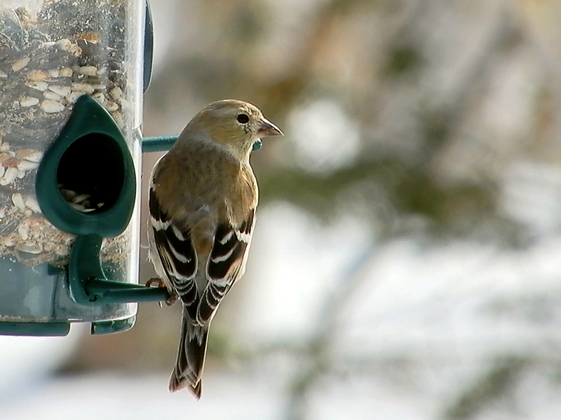 Junger Goldfinch