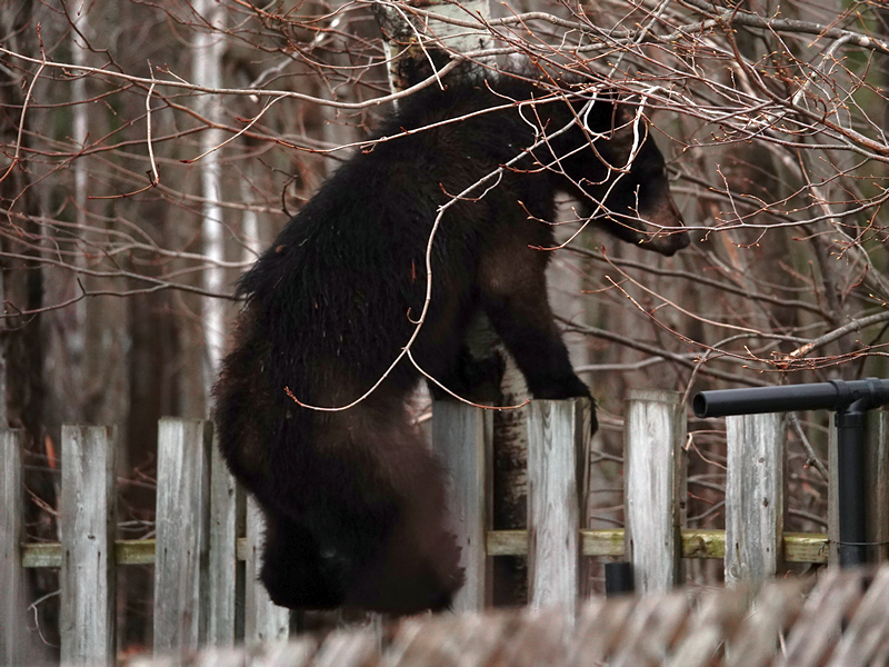 Junger Schwarzbär zu Besuch im Garten