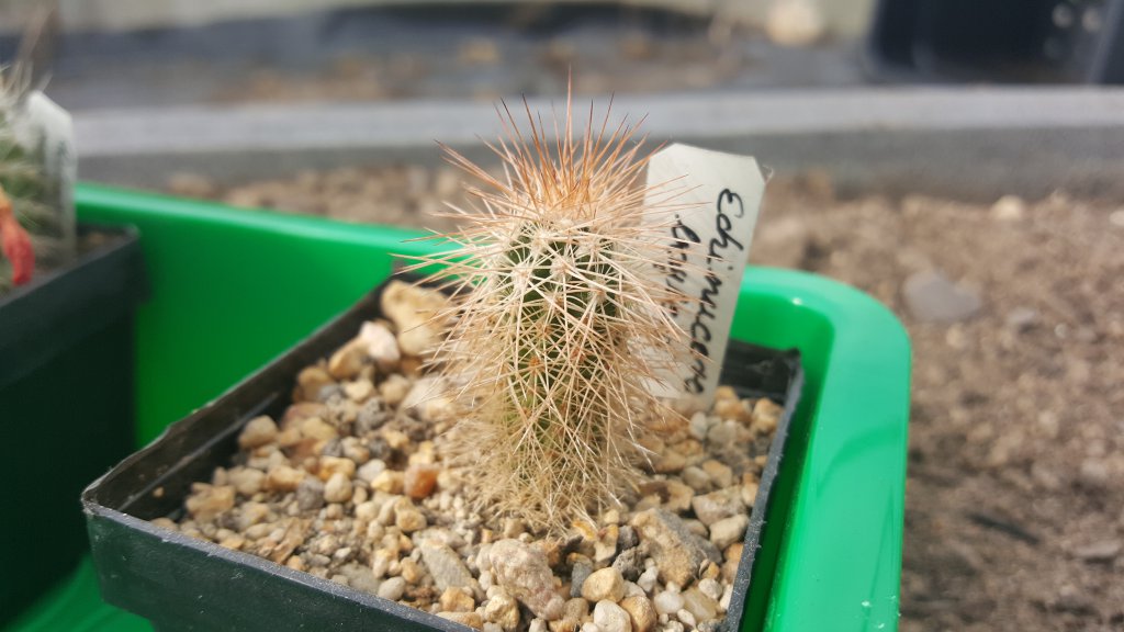 Kaktus Echinucereus layleyi