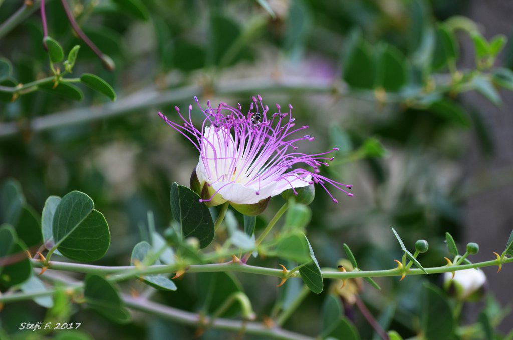 Kapernblüte