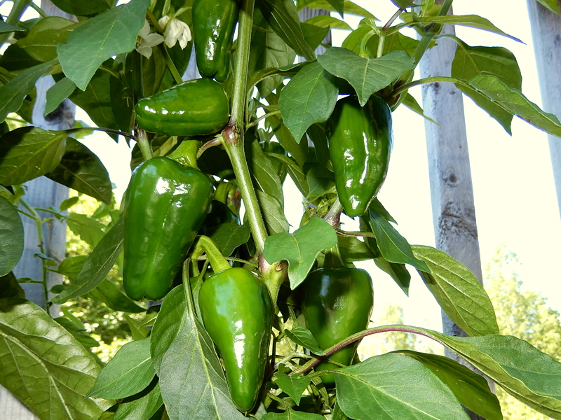 Kardoula