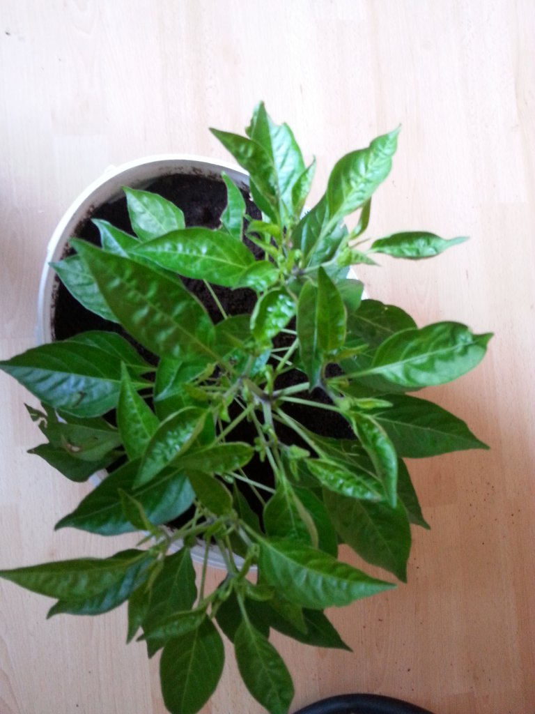 Kl Scotch Bonnet Gelb Von Dehner Von Oben