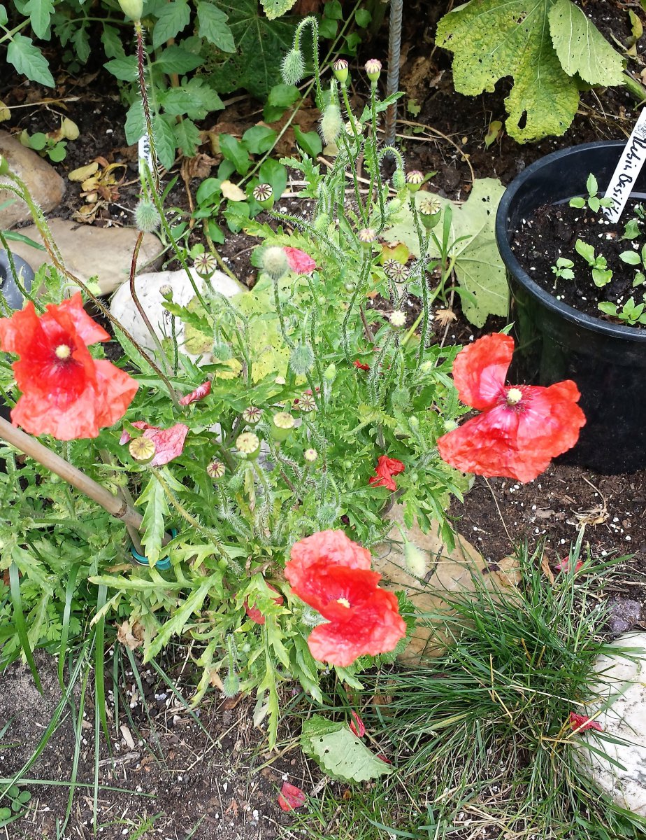 Klatschmohn