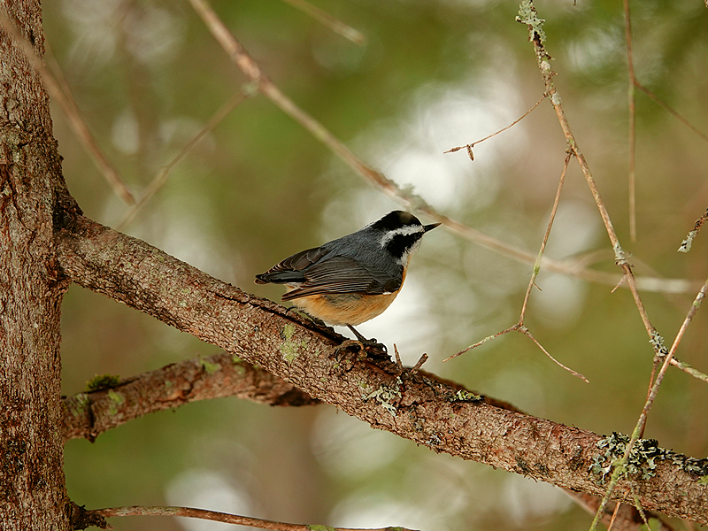 Kleiber im Baum