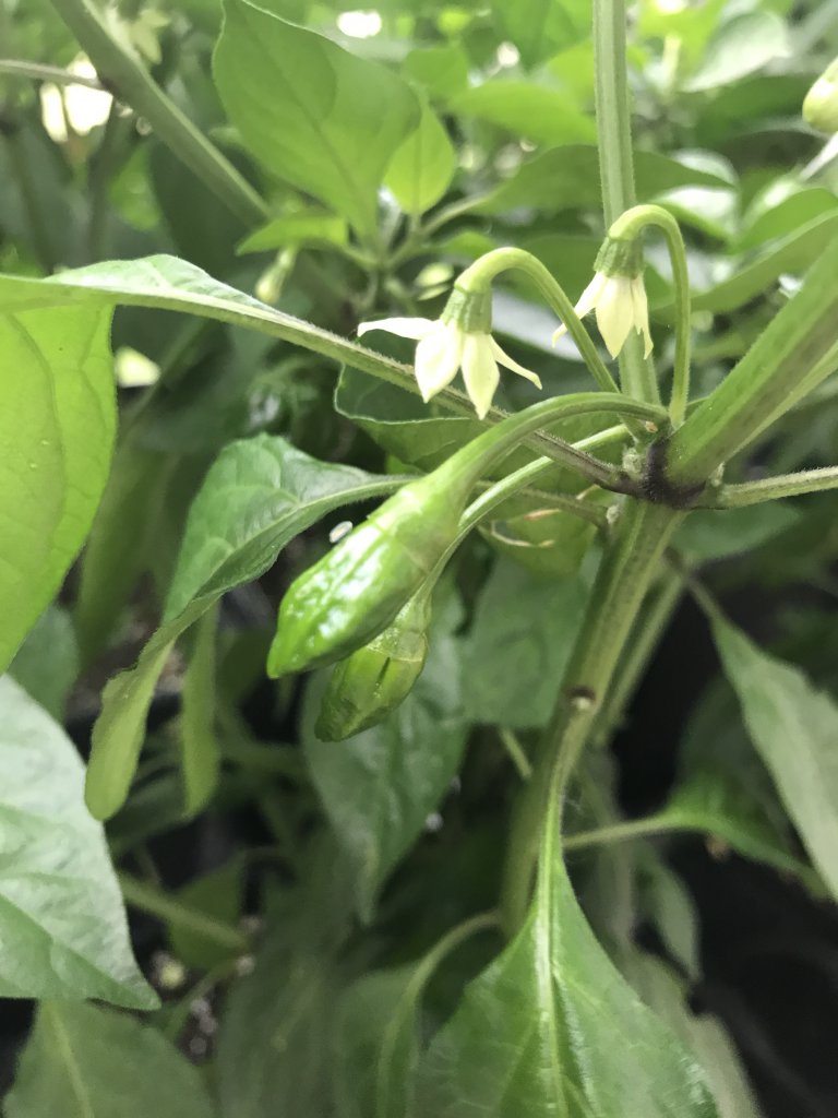 Kleine Bhuts