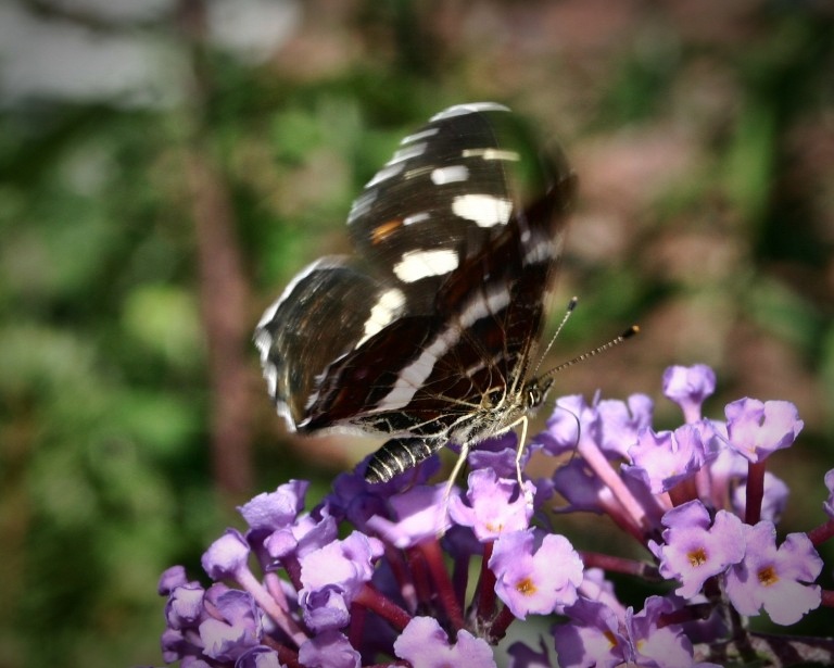 Kleiner Eisvogel