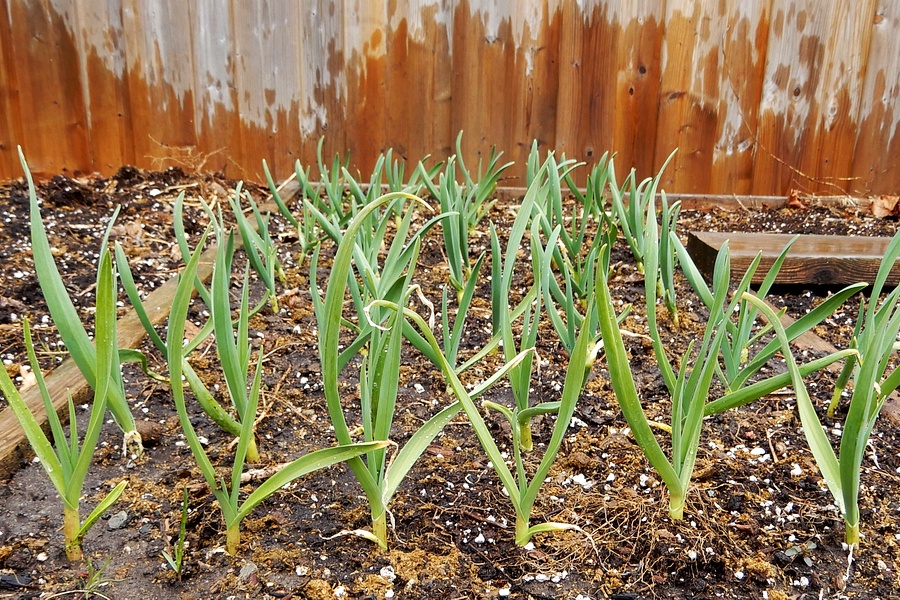 Knoblauch im April